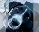 Small #13 Great Dane Mix