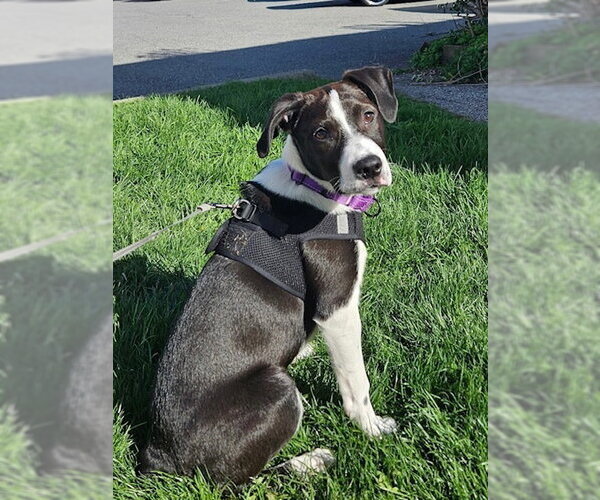 Medium Photo #28 Labrador Retriever-Unknown Mix Puppy For Sale in Brewster, NY, USA