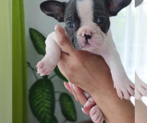 French Bulldog Puppy for sale in MIAMI, FL, USA