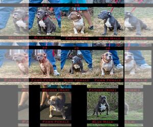 American Bully Puppy for sale in ARDEN, NC, USA