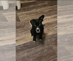 Small #1 Mutt