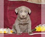 Small Photo #3 Labrador Retriever Puppy For Sale in STEWARTSTOWN, PA, USA