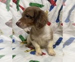 Small #1 Dachshund
