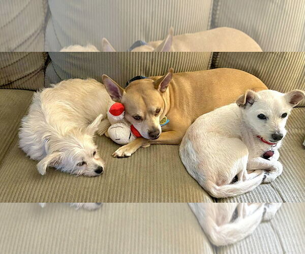 Medium Photo #9 Mutt Puppy For Sale in Arlington, VA, USA