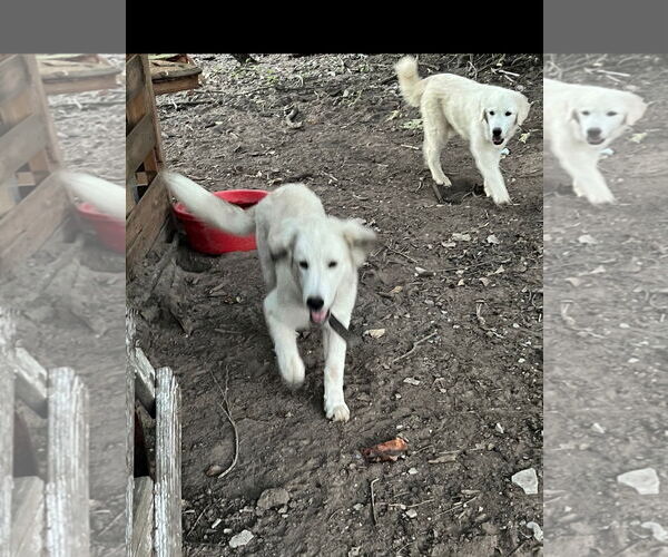Medium Photo #4 Great Pyrenees-Unknown Mix Puppy For Sale in Houston, TX, USA