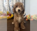 Havapoo puppies - Male Havapoo Puppy for Sale - Photo #30