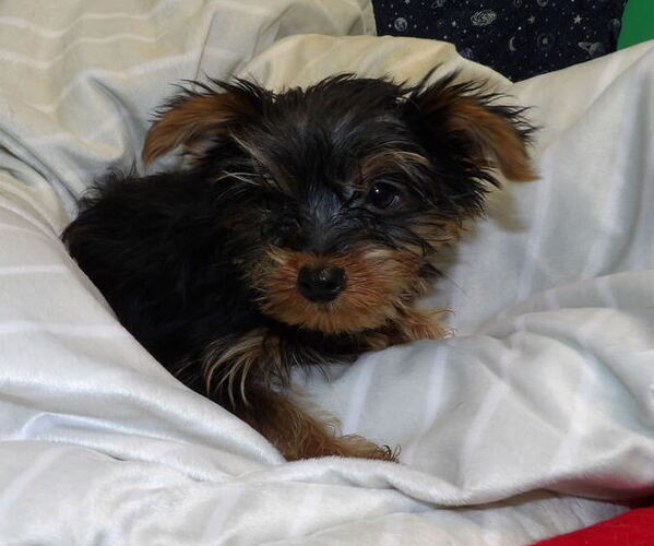 Medium Photo #36 Yorkshire Terrier Puppy For Sale in PATERSON, NJ, USA