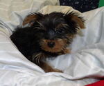 Small Photo #36 Yorkshire Terrier Puppy For Sale in PATERSON, NJ, USA