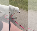 Small #4 Great Pyrenees