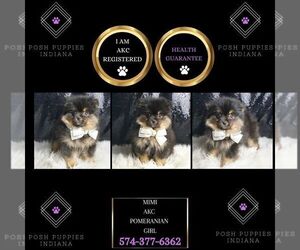 Pomeranian Puppy for sale in WARSAW, IN, USA