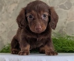 Small #9 Dachshund
