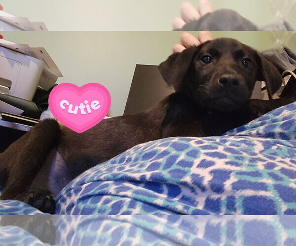 Medium Photo #3 Labrador Retriever-Unknown Mix Puppy For Sale in Plainfield, IL, USA