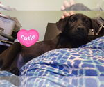 Small #2 Labrador Retriever Mix