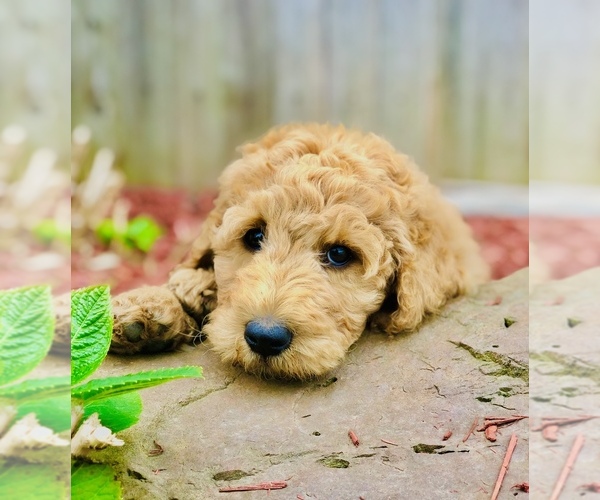 Medium Photo #3 Goldendoodle-Poodle (Standard) Mix Puppy For Sale in HUNTINGTON, AR, USA
