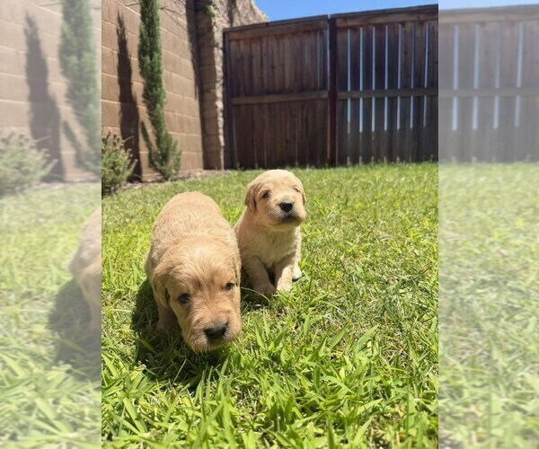 Medium Photo #3 Golden Retriever Puppy For Sale in SACRAMENTO, CA, USA