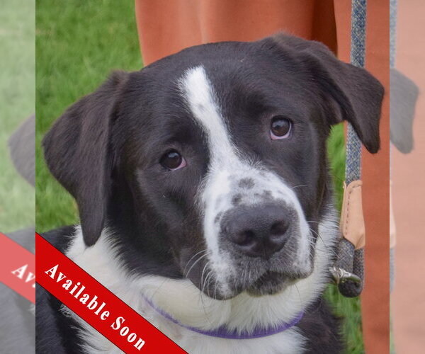 Medium Photo #1 Border-Aussie Puppy For Sale in Huntley, IL, USA