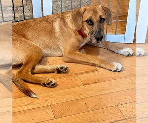 Slinky - Male Mutt Dog for Adoption - Photo #6