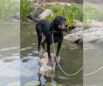 Small #3 Black and Tan Coonhound Mix