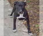 Small #2 American Staffordshire Terrier-Boxer Mix