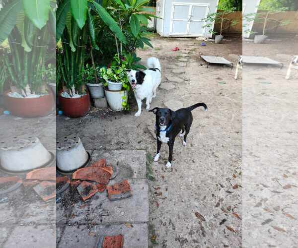 Medium Photo #24 Aussie Pyrenees Puppy For Sale in Houston, TX, USA
