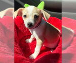Small Chihuahua