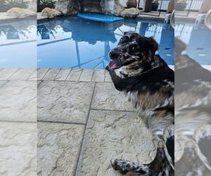 Gemini Zod - Male Border-Aussie Dog for Adoption - Photo #2