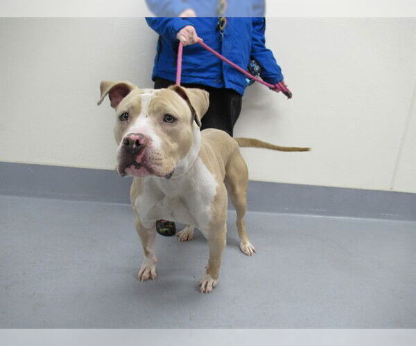 Medium Photo #1 Mutt Puppy For Sale in Louisville, KY, USA