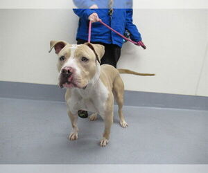 Mutt Dogs for adoption in Louisville, KY, USA