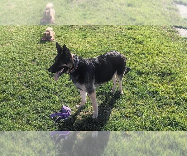 Medium Photo #1 German Shepherd Dog Puppy For Sale in HILLSVILLE, VA, USA