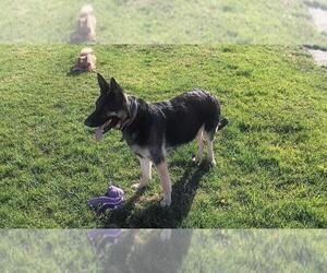 Mother of the German Shepherd Dog puppies born on 07/15/2026