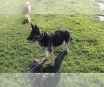 Small Photo #1 German Shepherd Dog Puppy For Sale in HILLSVILLE, VA, USA