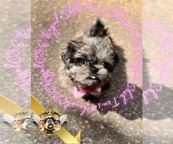 Medium Photo #6 Shih Tzu Puppy For Sale in ATHENS, GA, USA