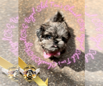 Small #5 Shih Tzu