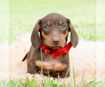 Puppy Hawtdog AKC Dachshund