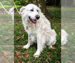Small #4 Great Pyrenees