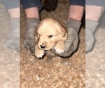 Small Photo #5 Golden Retriever Puppy For Sale in ADDISON, IL, USA