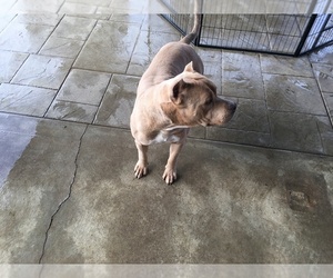 American Bully Dog for Adoption in COLTON, California USA