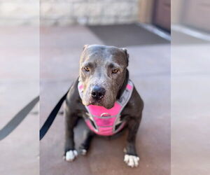 Bunny - Adopt Me! - Female American Staffordshire Terrier-Unknown Mix Dog for Adoption - Photo #19