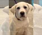 Small #2 Labrador Retriever Mix