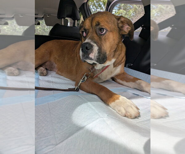 Medium Photo #3 Boxer-Unknown Mix Puppy For Sale in Vail, AZ, USA