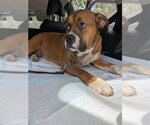 Small #2 Boxer Mix