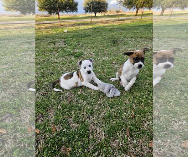 Medium Photo #4 Mountain Cur-Unknown Mix Puppy For Sale in Oakhurst, NJ, USA