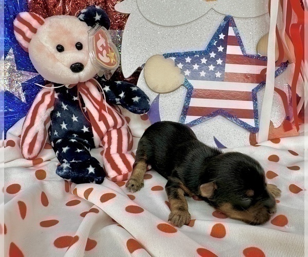 Medium Photo #24 Morkie Puppy For Sale in CASSVILLE, MO, USA