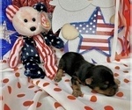 Small #23 Morkie