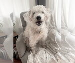 Small #3 Wheaten Terrier Mix