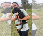 Puppy Green male Doberman Pinscher