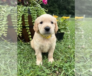 Golden Retriever Puppy for sale in NEOLA, WV, USA