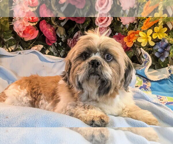 Medium Photo #1 Shih Tzu Puppy For Sale in Bon Carbo, CO, USA