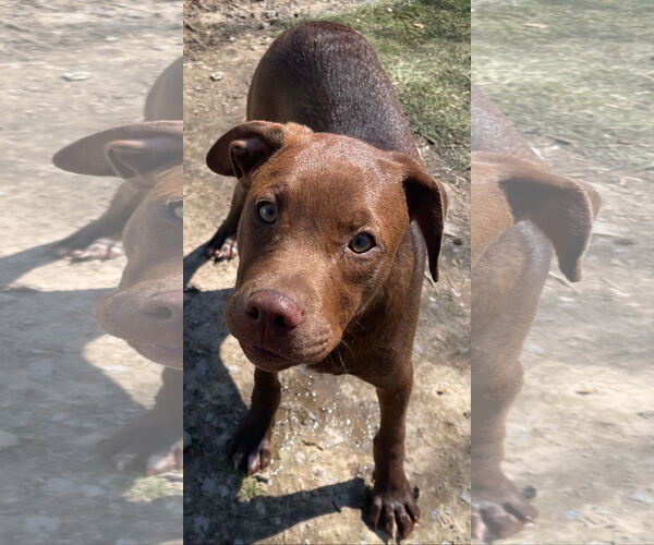 Medium Photo #4 Mutt Puppy For Sale in Tracy City, TN, USA