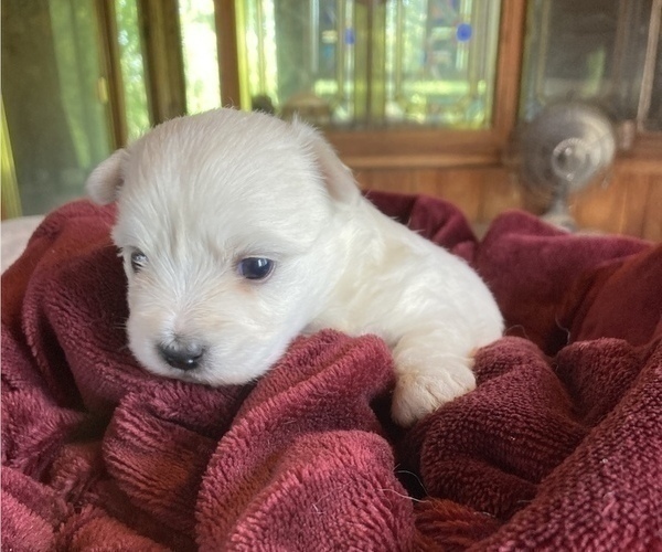 Medium Photo #5 Coton de Tulear Puppy For Sale in RUBICON, WI, USA